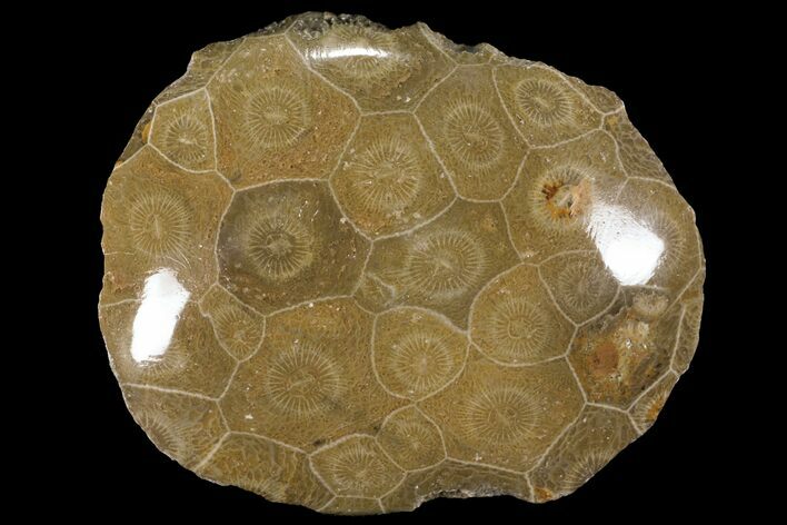 Polished Fossil Coral (Actinocyathus) - Morocco #100580